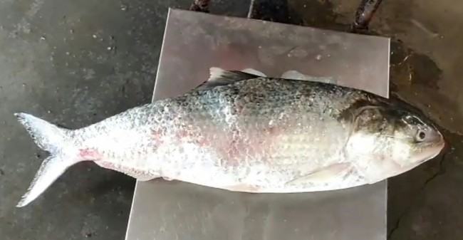 কুয়াকাটায় জেলের জালে মিললো ২ কেজি ওজনের দু‘টি ইলিশ