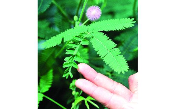লজ্জাবতী লাজুক কেন?