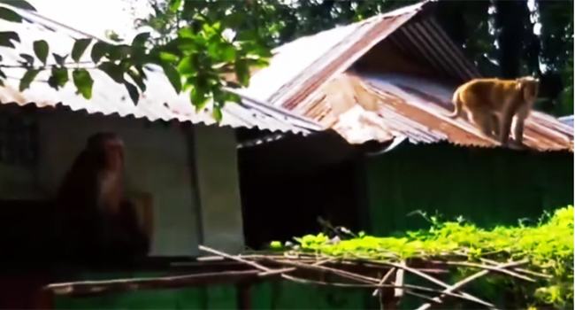 কুড়িগ্রামে খাবারের খোঁজে লোকালয়ে ২ বানর