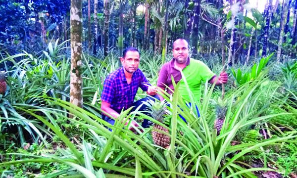 দোয়ারাবাজারে আনারস চাষে বেলালের চমক