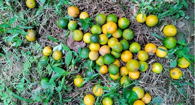 কমলায় গান্ধি পোকার আক্রমণ, হতাশ চাষীরা