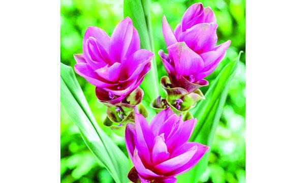শ্যাম টিউলিপ