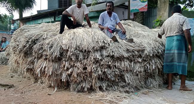 রায়গঞ্জে পাটের দাম না পাওয়ায় দিশেহারা কৃষক