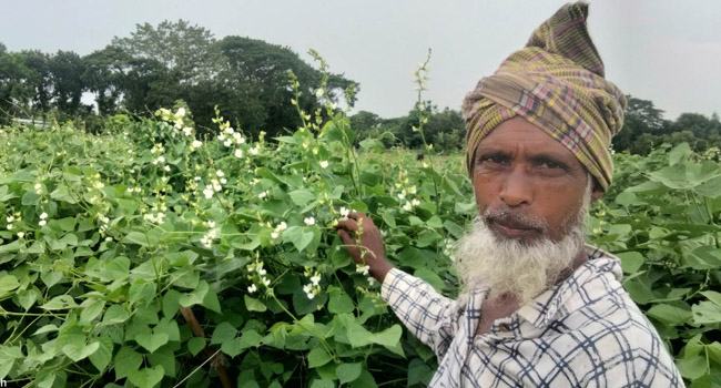 কটিয়াদীতে আগাম জাতের শিম চাষ