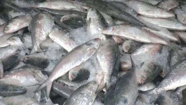 বরগুনায় ইলিশ বিক্রির রাজস্ব আয় বেড়েছে