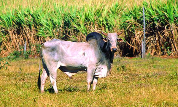 জিবু
