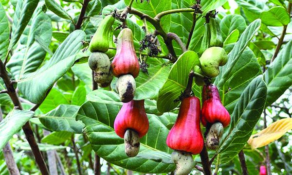 সংরক্ষণাগার না থাকায় বিপাকে পাহাড়ের কাজুবাদাম চাষিরা