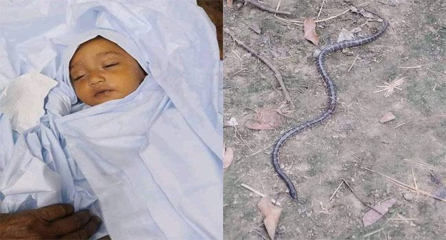কুষ্টিয়ায় সাপের কামড়ে মা-মেয়ের মৃত্যু, হাসপাতালে জোটেনি প্রতিষেধক