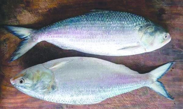 ডুমুরিয়ার পুকুরে ইলিশ!