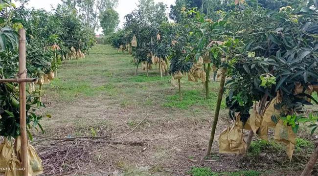 শেষ মৌসুমে ‘গৌড়মতি’ আম চাষে মামা-ভাগ্নের সাফল্য