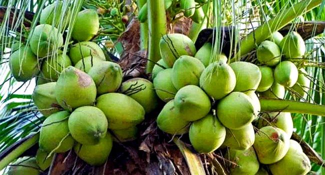 ডাবের চাহিদা বেড়েছে কমছে উৎপাদন