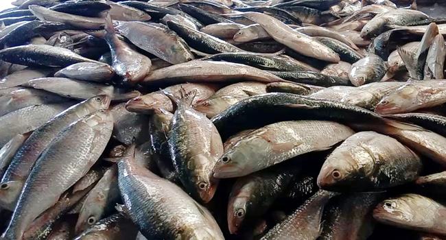 বন্দর সংলগ্ন সাগরে ইলিশ, নদীতে হাহাকার