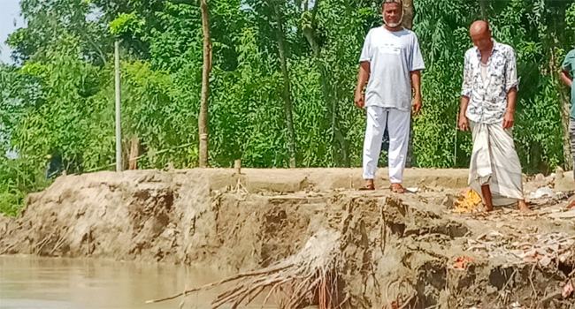 দেওয়ানগঞ্জে ‘খাইরুন সুন্দরী’র গ্রাম বিলুপ্তির পথে