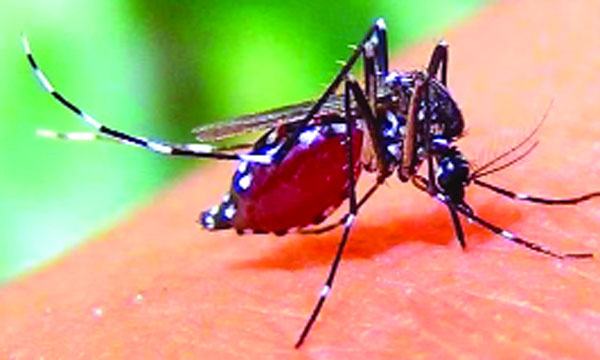 আগস্টে ডেঙ্গু সংক্রমণ সবাইকে বিস্মিত করেছে