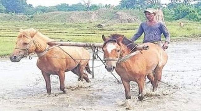 পেটের দায়ে ঘোড়া দিয়ে হালচাষ করছেন মেনু মিয়া