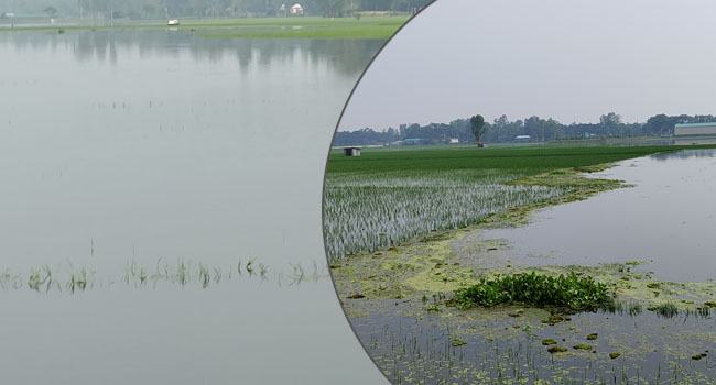 ইসলামপুরে বন্যার পানি বিপৎসীমার ৩১ সেন্টিমিটারে উপরে