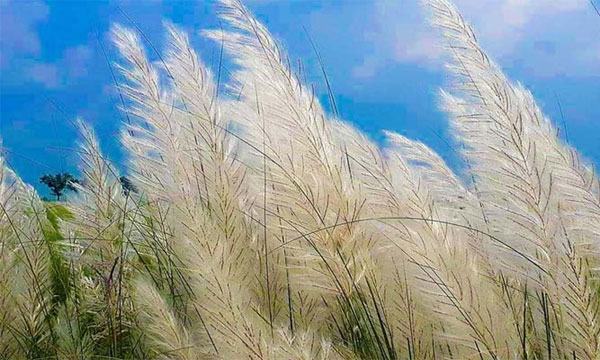 শরতের কাশবনে