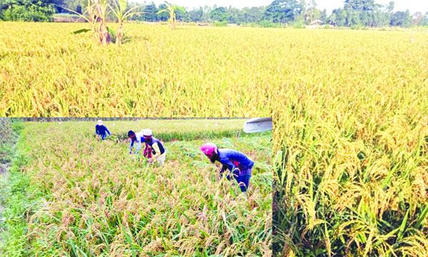 চট্টগ্রাম অঞ্চলে আউশ কাটার উৎসব শুরু