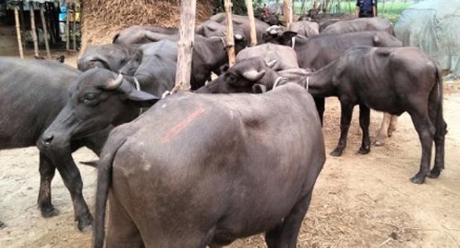 হালুয়াঘাটে ২১টি ভারতীয় মহিষ আটক