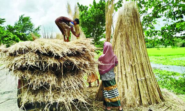 পাবনায় পাটের ক্ষতি পাটখড়িতে পুষিয়ে নিতে চান চাষিরা