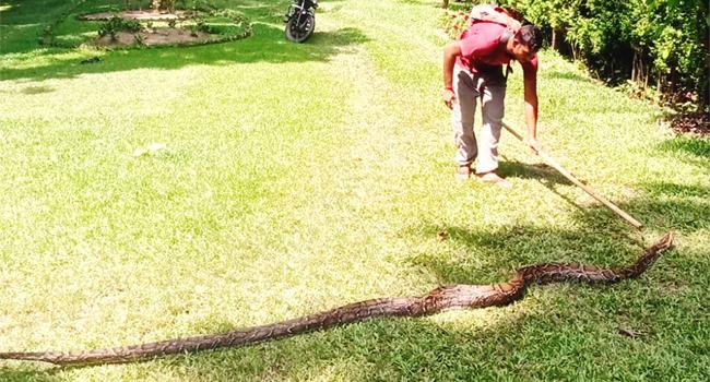 ফুলবাড়ি চা বাগান থেকে সাড়ে ১২ ফুট লম্বা অজগর উদ্ধার