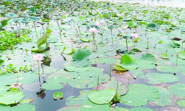 মন কাড়ছে নীলফামারীর পদ্মবিল