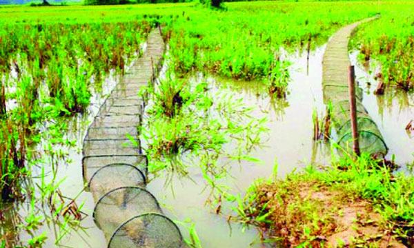 মধুপুরে নিষিদ্ধ চায়না জালে হুমকির মুখে দেশীয় মাছ