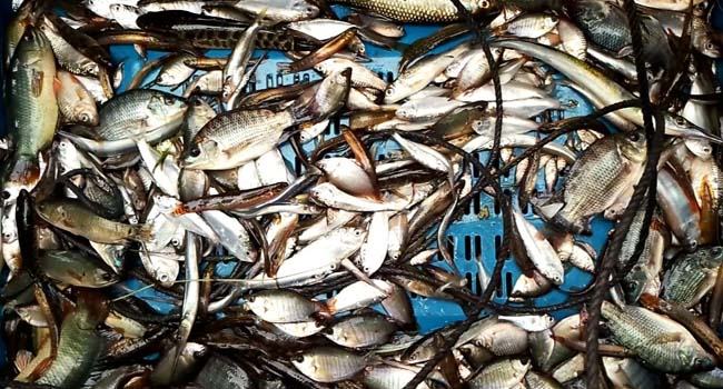হাওরে বিলুপ্তির পথে দেশী মাছ, বাজার দখল হাইব্রিডে