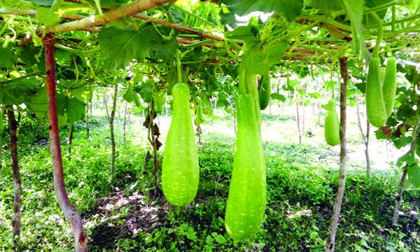 মিরসরাইয়ে গ্রীষ্মকালীন লাউ চাষে লাভবান কৃষক