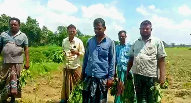 রাতের আঁধারে ২ বিঘা জমির তুলা গাছ কেটে দিলো দুর্বৃত্তরা