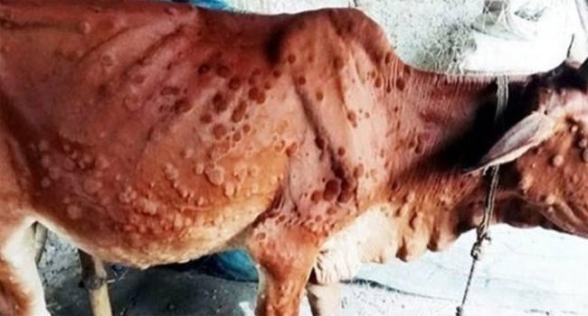 সোনাতলায় লাম্পিং স্কিন রোগ বৃদ্ধি, অর্ধশতাধিক গরুর মৃত্যু