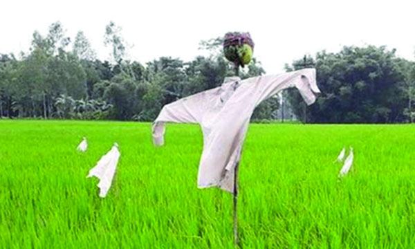সবুজ ধানক্ষেত ও কাকতাড়ুয়া মন