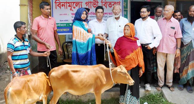 বগুড়ার শেরপুরে বিনামূল্যে ১১টি গাভী বিতরণ