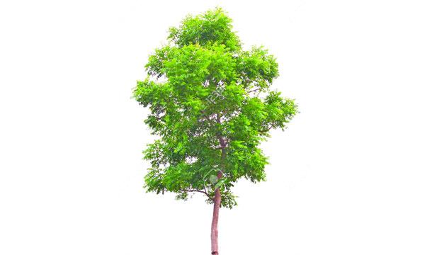 উপকারি গাছ নিম-১