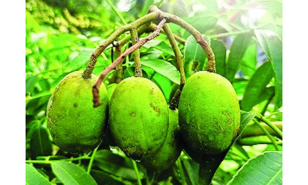 রোগের প্রতিকার ও প্রতিরোধে আমড়া