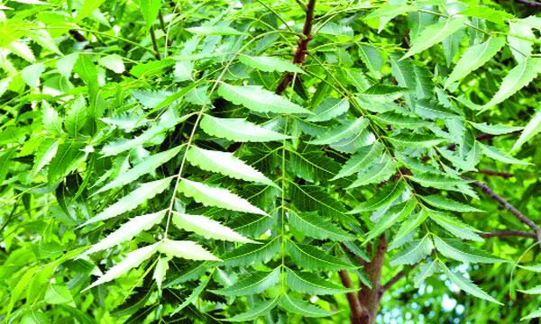 উপকারি গাছ নিম-২