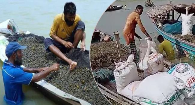 অবাধে শামুক নিধন, পরিবেশ ও জীববৈচিত্র্য হুমকির মুখে