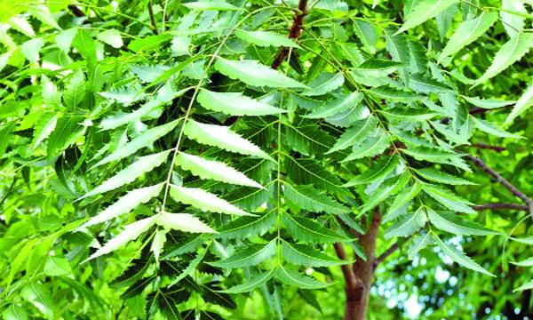 উপকারি গাছ নিম-২