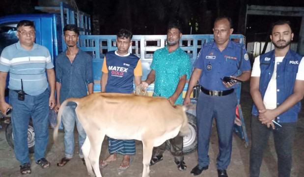 ঝালকাঠিতে গরু চোর চক্রের দুই সদস্য গ্রেফতার