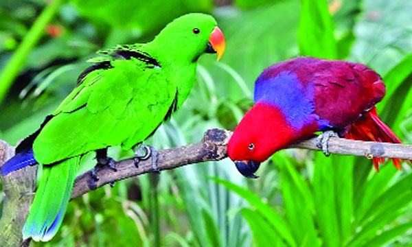 টিয়া পাখি