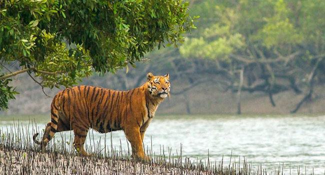 সুন্দরবনকে উপেক্ষা করে নয়