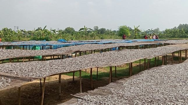 সিরাজগঞ্জে শুঁটকি মাছে ভাগ্য বদল চলনবিলাঞ্চলের মানুষের
