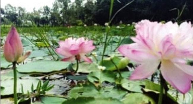 পদ্মফুলের সাজে সেজেছে কলমিগাড়ার বিল