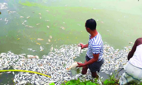 কিশোরগঞ্জে খামারে বিষ দিয়ে ১৫ লাখ টাকার মাছ নিধন