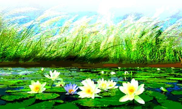 শাপলার হাসি