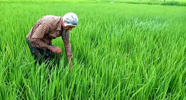 টানা বৃষ্টিতে আমন ক্ষেতে ফিরেছে প্রাণ
