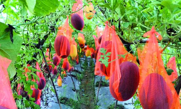 মিরসরাইয়ে গ্রীষ্মকালীন তরমুজ চাষে ইকবালের বাজিমাত