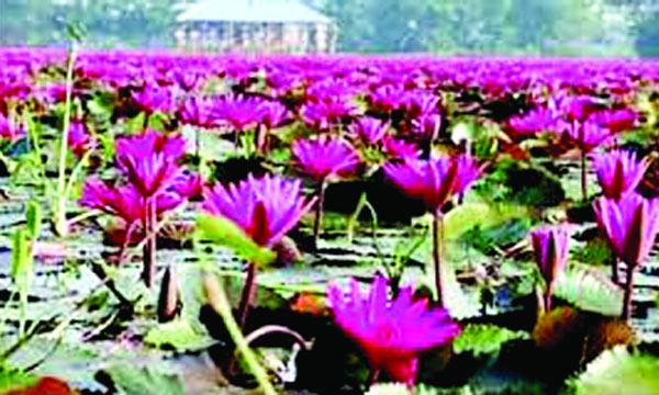 শাপলার বুকে