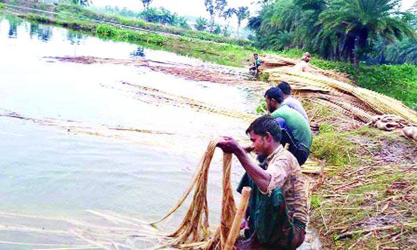 পাটের ন্যায্য দাম না পাওয়ায় হতাশায় যশোরের চাষিরা