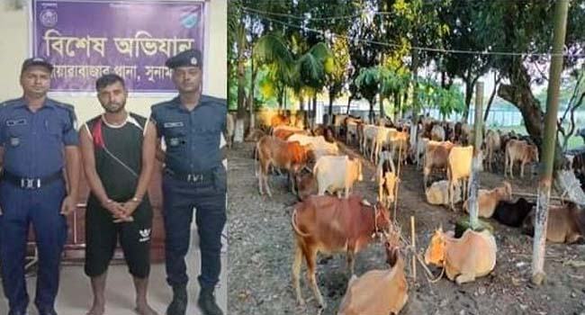 দোয়ারাবাজারে পুলিশের অভিযানে ৭১টি ভারতীয় গরু উদ্ধার